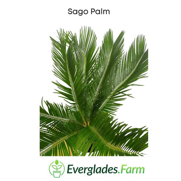 Sago Palm Tree in 3 gal container 3 feet tall